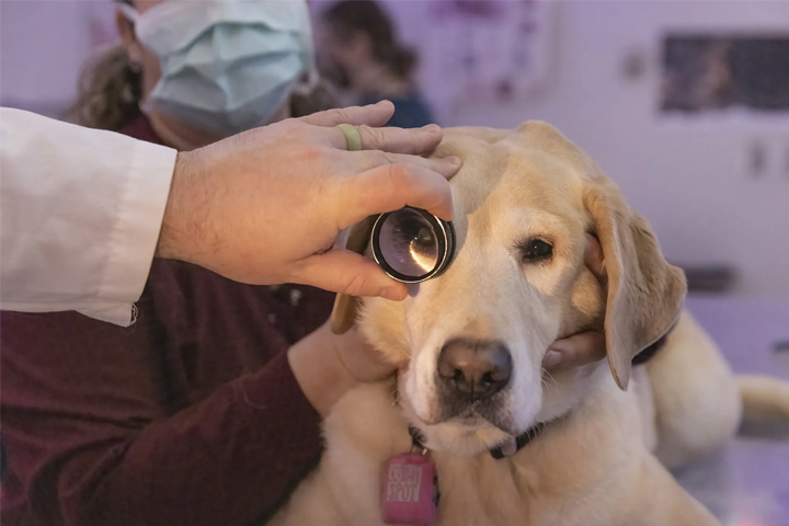 Nine-year-old Bagel gets an eye exam from Dr. Ryan Baumwart to see whether she qualifies for the most high-profile part of the Dog Aging Project: an experimental trial of a possible anti-aging drug.