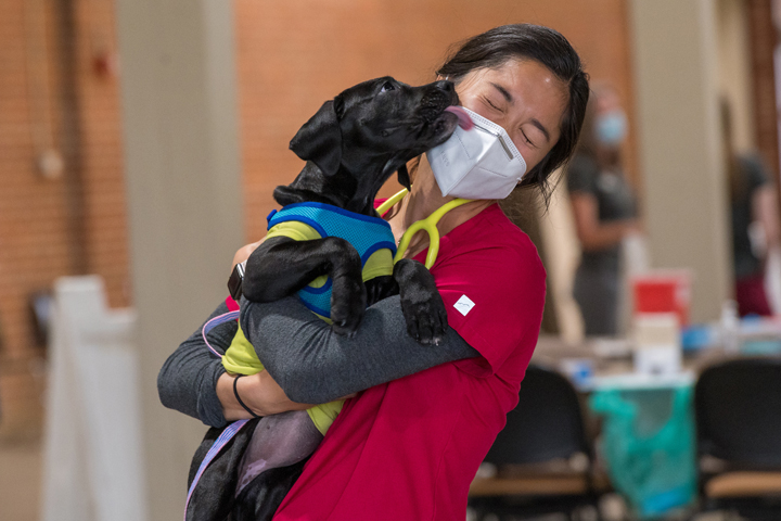Young black lab licking the masked face of a veterinarian.