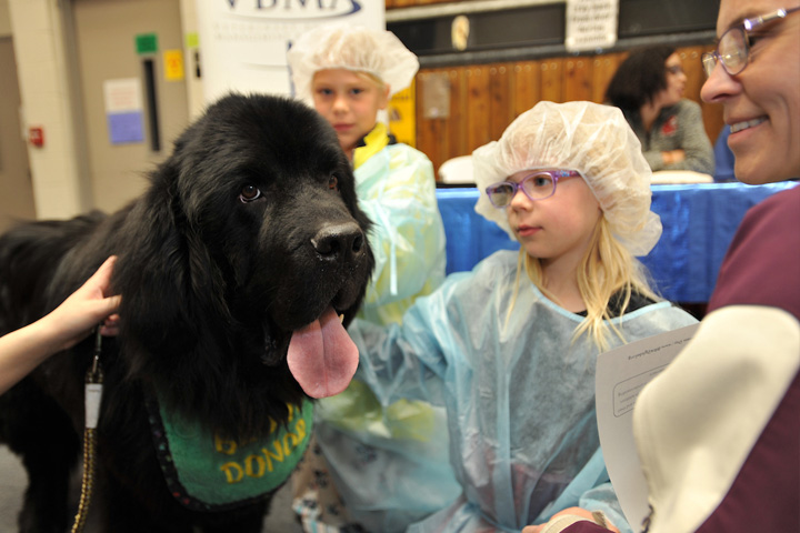 Families enjoying Larry, the Newfoundland.