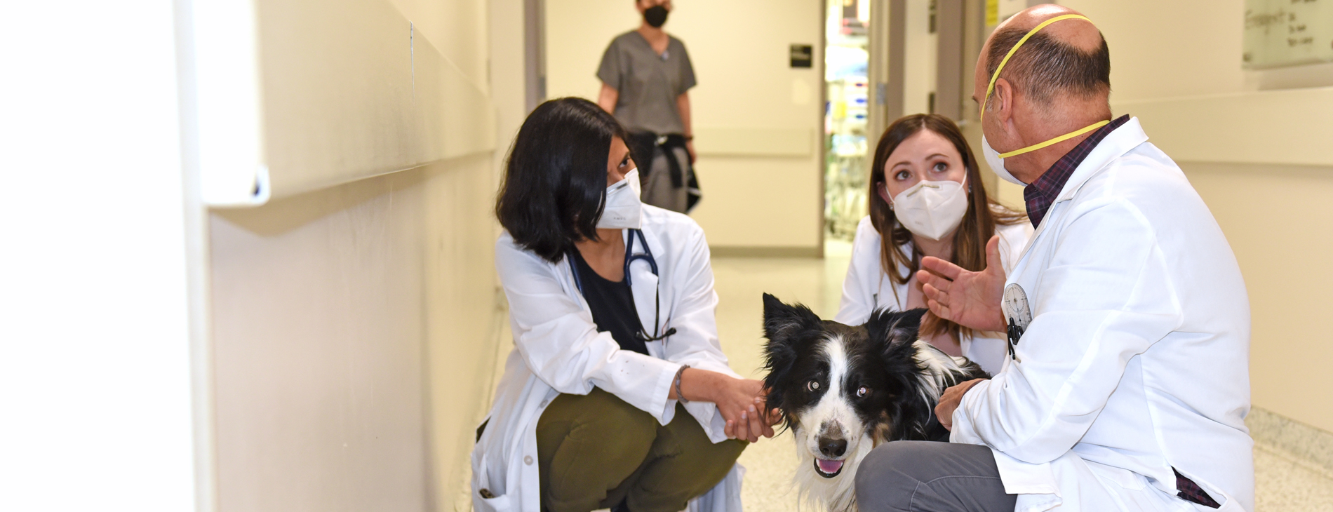 Dr. Steve Martinez instructing two DVM students in the hall of the Veterinary Teaching Hospital. All three are crouched down to be near a black and white border collie who is a patient.
