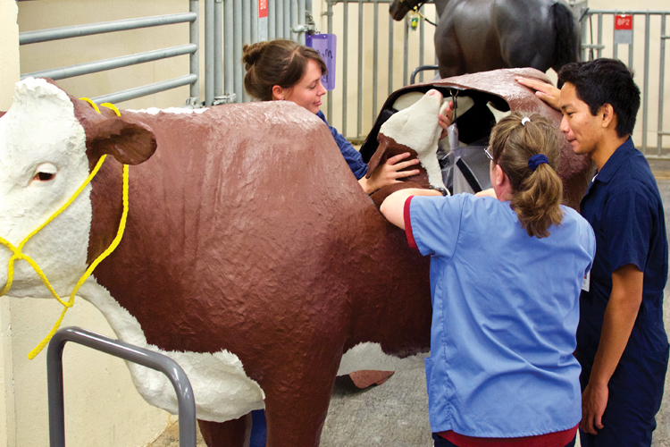 Students learning on a full-size model cow.