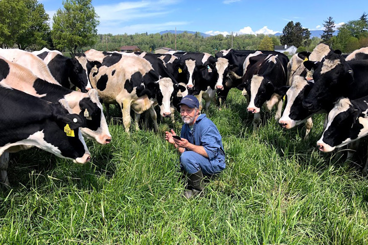 Researcher in a field with a small herd of curious holstein cows.