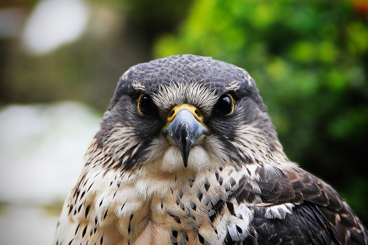 Close up of the face of a falcon.