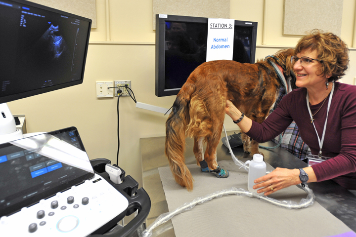 Dog receiving an ultrasound as a part of the Veterinary Continuing Medical Education program.