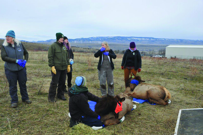 Two sedated elk on the ground with students and staff surrounding.