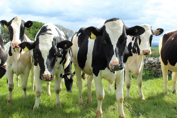 Curious young holsteins in a field looking right at the photographer and the camera.