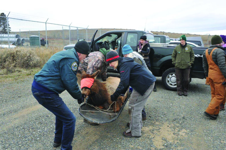 Sedated elk being transported from a vehicle to the Elk Hoof facility.