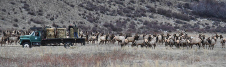 Herd of elk waiting for hay to be unloaded from a truck.