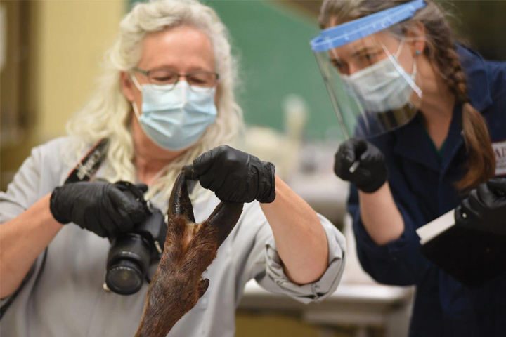 Elk hoof being evaluated by researchers.