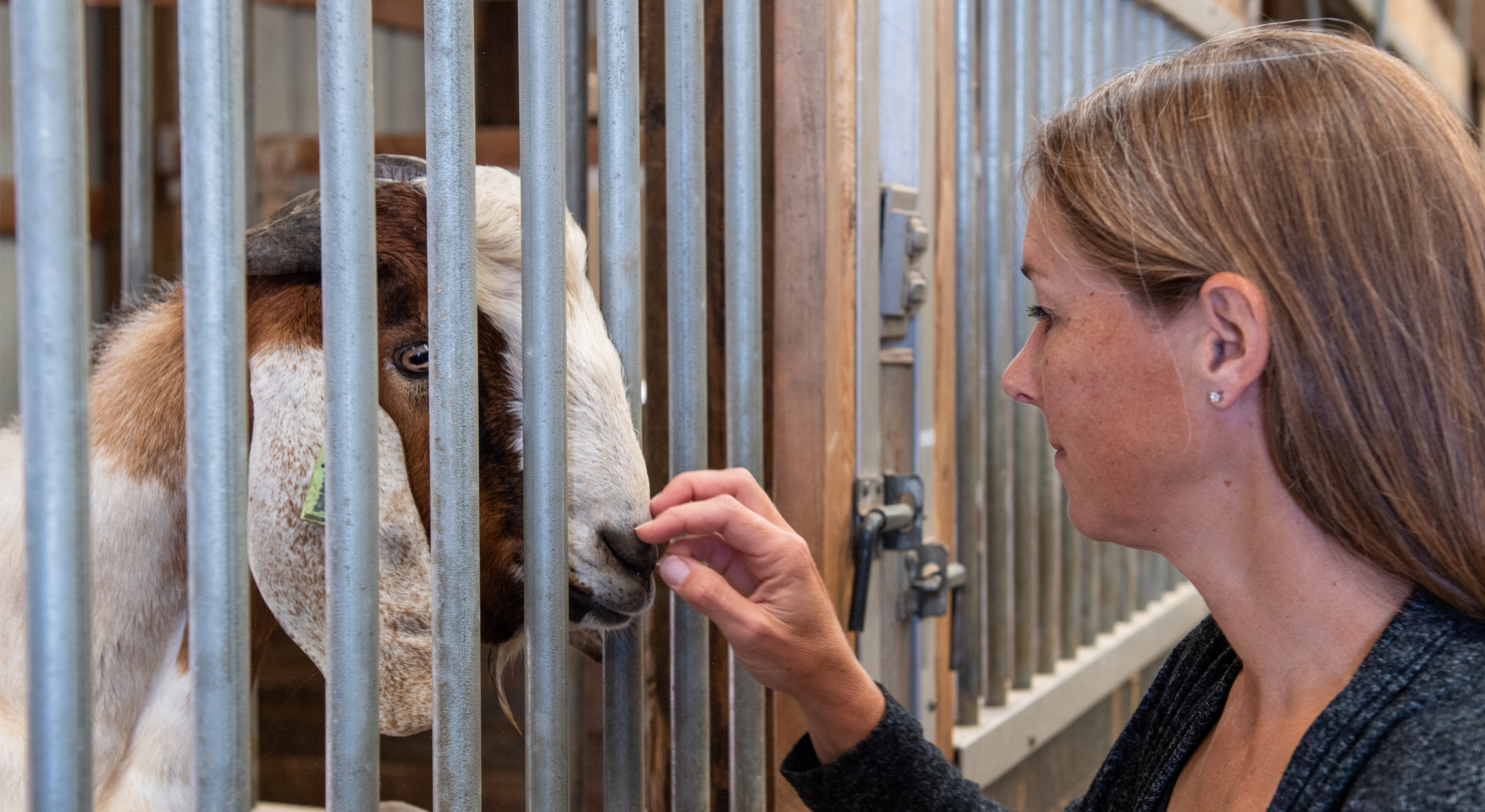 Melissa Oatley scratching the nose of a goat in the barn.