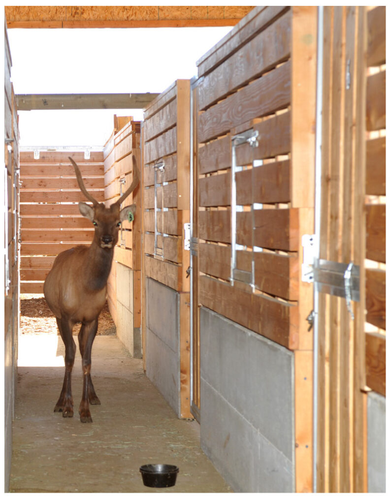 Elk standing between covered and open-air area of the facility.