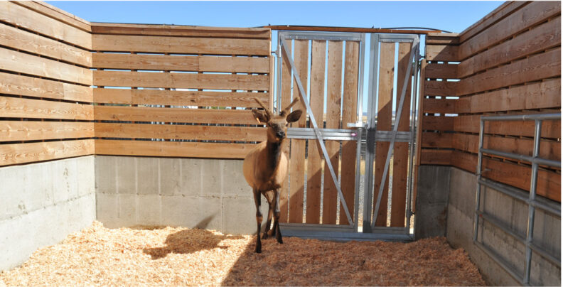Elk in an open-air pen.