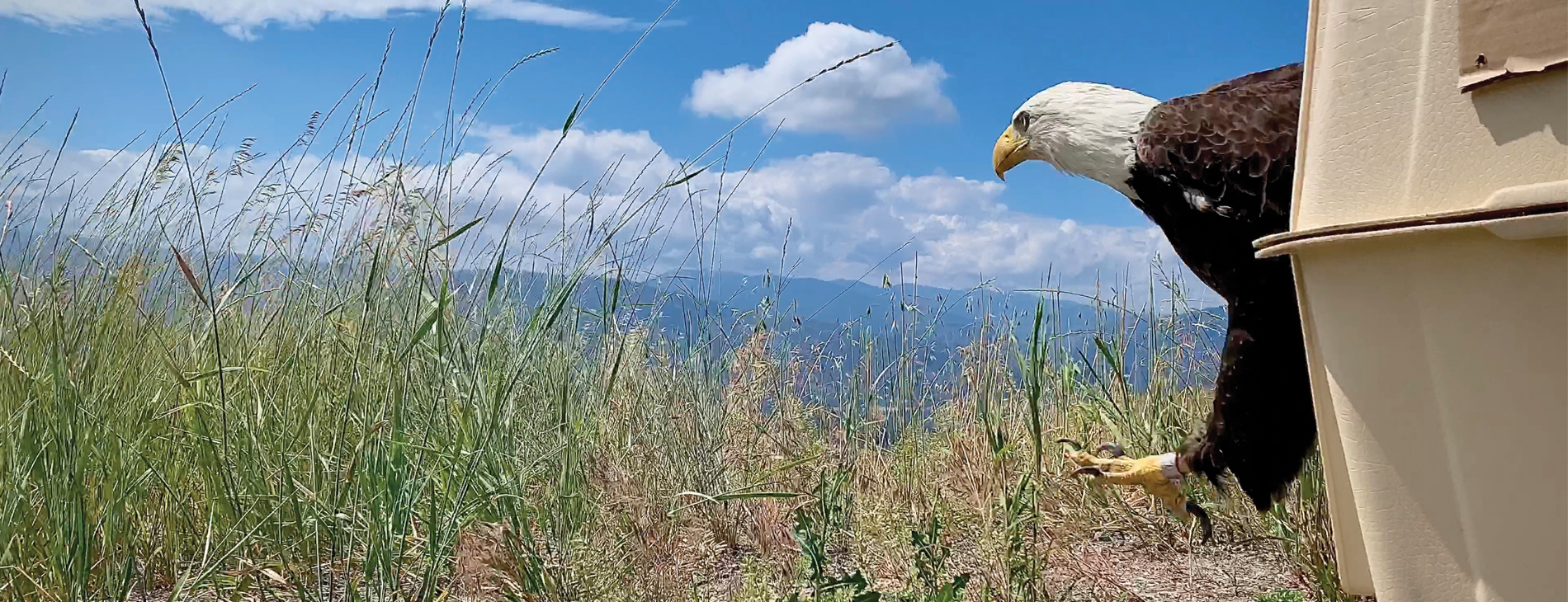Bald eagle stepping out of the carrier used to transport the bird to the location where it is released.