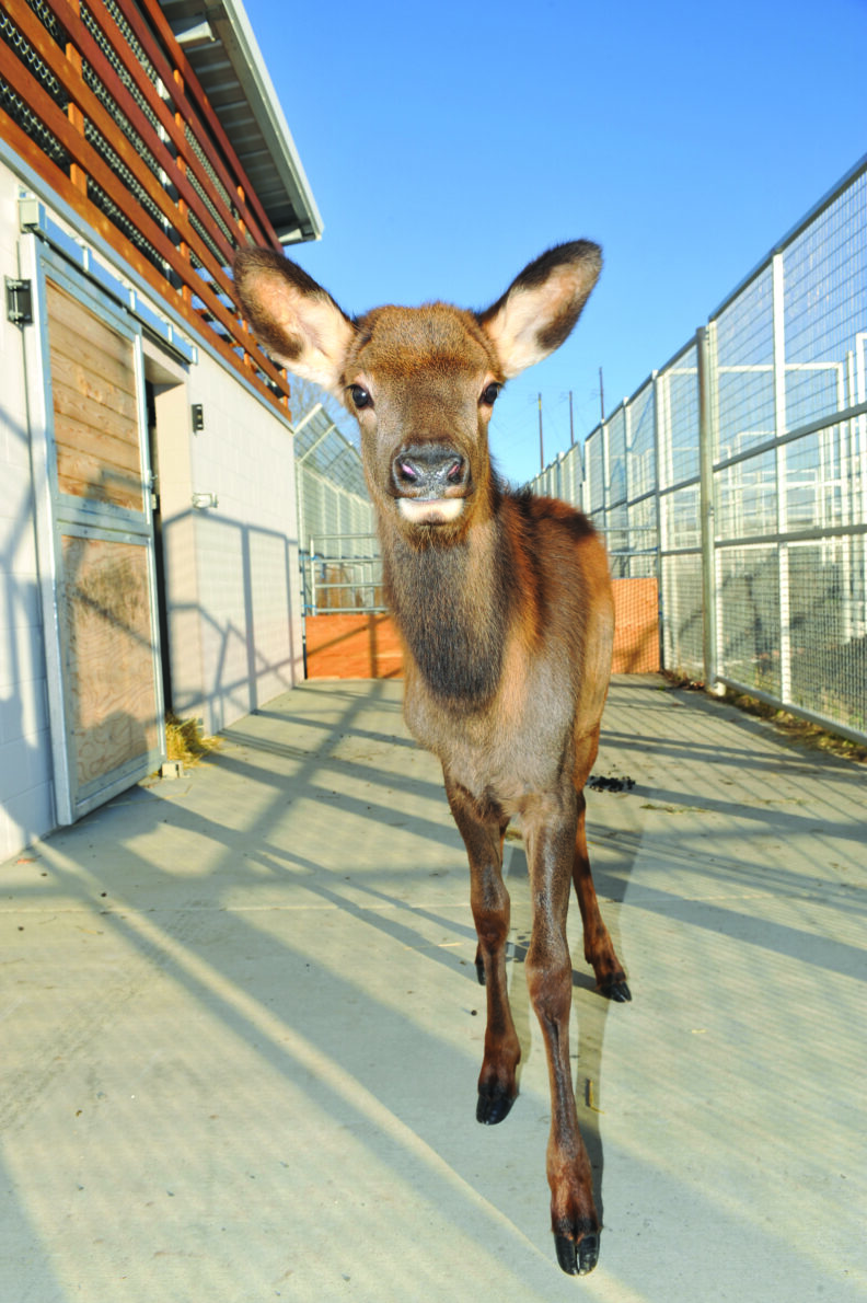 Juvenile elk in the WSU facility. It is curious about the camera.