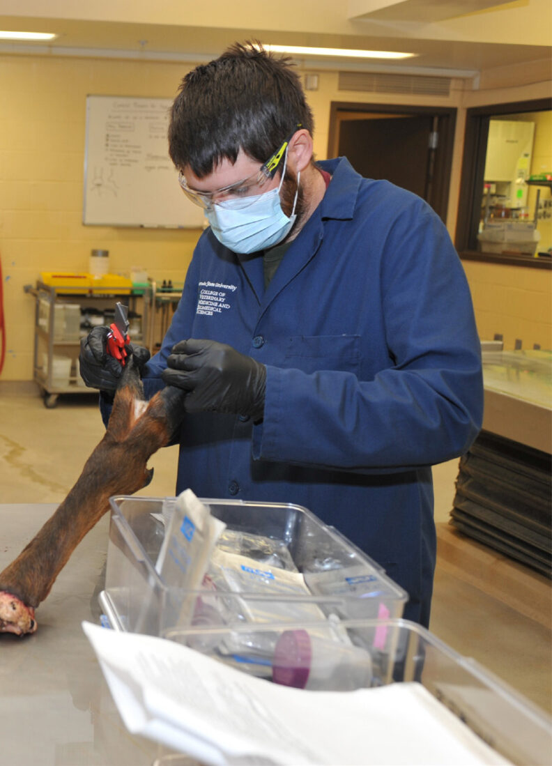 Zach examining an elk hoof prior to processing to make inoculum.