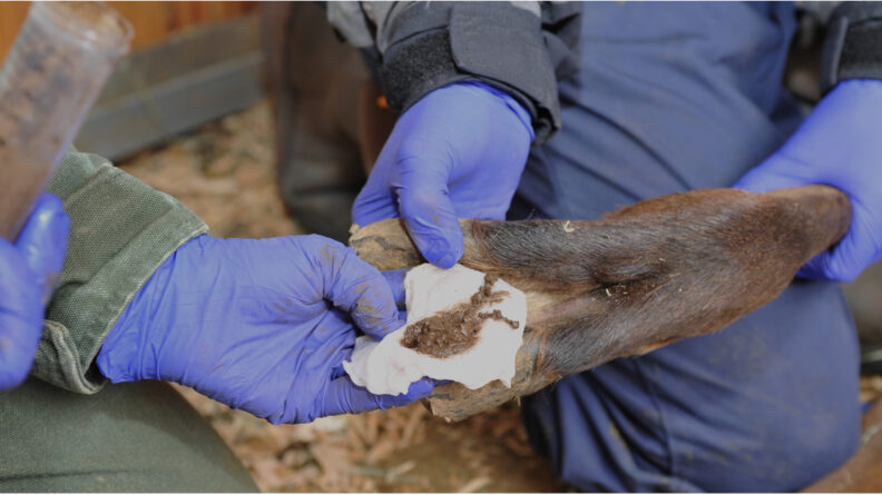 Inoculum mixed with soil being applied to the foot of an immobilized captive study elk.
