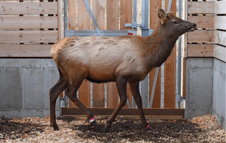 Sideview of an Elk in a pen while in captivity for study.