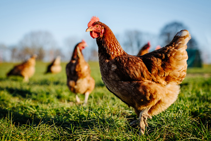 Red hens in a field.
