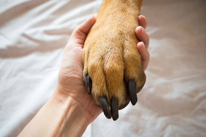 Dog paw resting in the human hand.