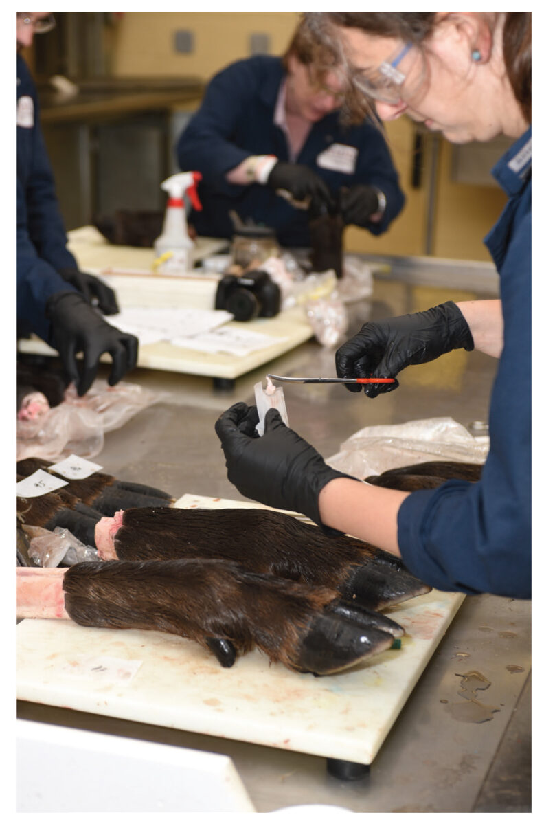 WSU doctoral student Dr. Liz Goldsmith collects samples from elk hooves for use in metagenomics research.