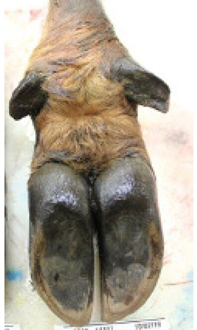 Underside of an elk hoof before samples are taken from it.