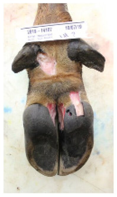 An elk hoof after samples have been gathered from it.