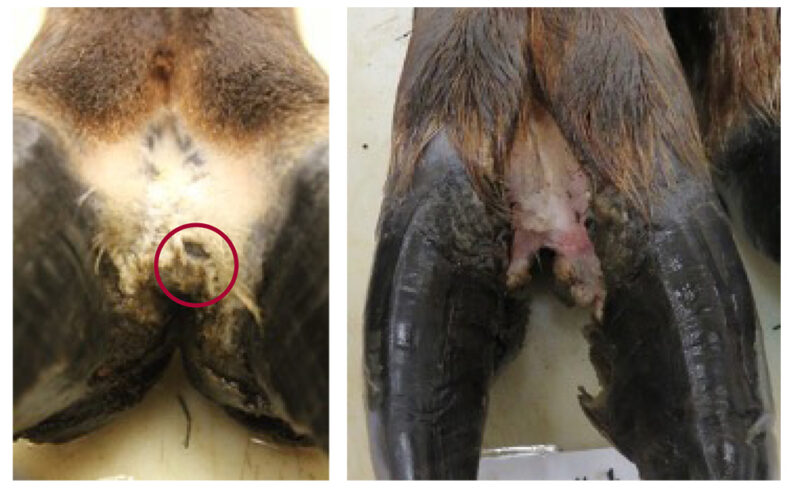 Close up image of two hooves.
