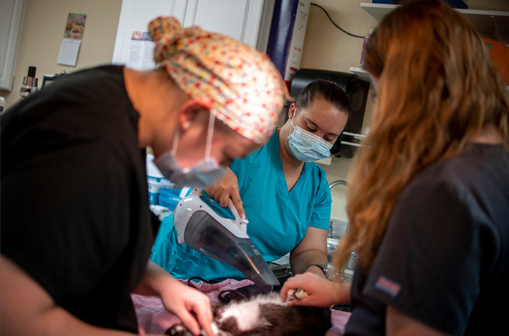 Dr. Alexa Hollingsworth, left, preps a cat for surgery with the help of vet tech Melissa Winkler, center, and vet tech assistant Sarah Baughman, right, in the veterinary clinic at the Humane Society of Weld County in Evans.