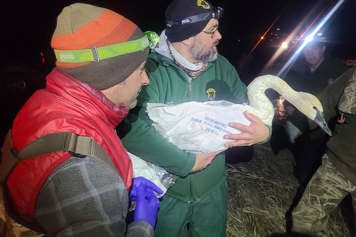 Team member holding a swan at night.