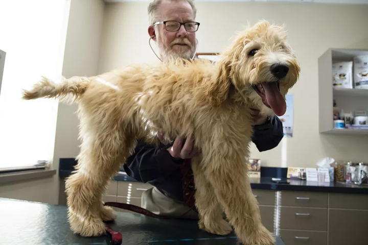 Dr. Greg Benoit, who owns SouthCare Animal Medical Center on the South Hill, performs a puppy exam on Jax, a goldendoodle, on Thursday. (Colin Mulvany / The Spokesman-Review)