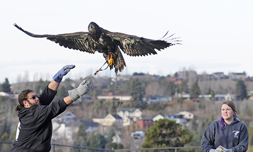 A raptor being excercised as rehab prior to release.