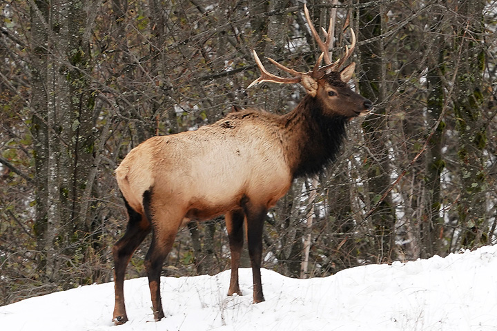 Winter shot of bull elk with asymmetric antlers. Photo by Rob Smith.