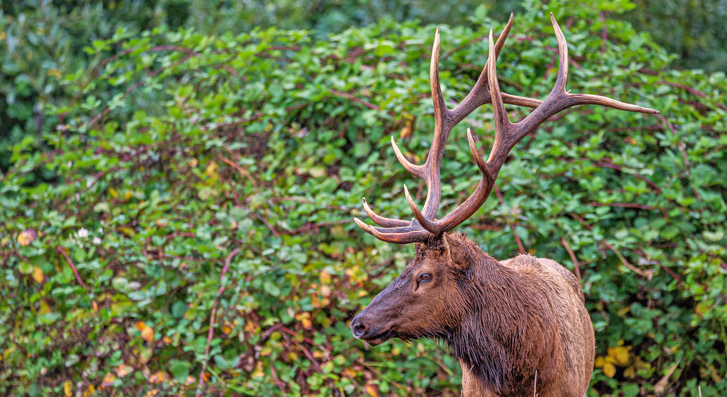Profile of six-point bull elk.