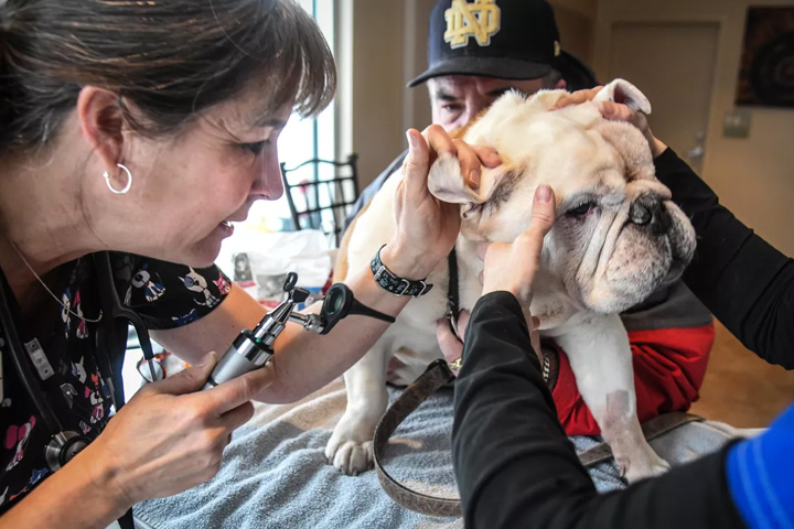 Dr. Denise Pilgeram examines Tank, a 12-year-old bulldog, during a check-up at the Catholic Charities Eastern Washington Veterinary Clinic at Donna Hanson Haven on Wednesday. Tank, owned by Tom DeShazo, rear, had an eye infection and had it removed three weeks ago. (Dan Pelle / The Spokesman-Review)