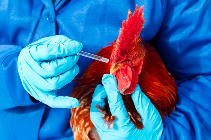 A chicken is vaccinated for Newcastle Disease.
