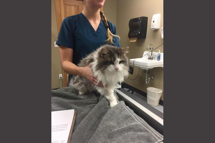 Fluffy, on the exam table after her recovery.