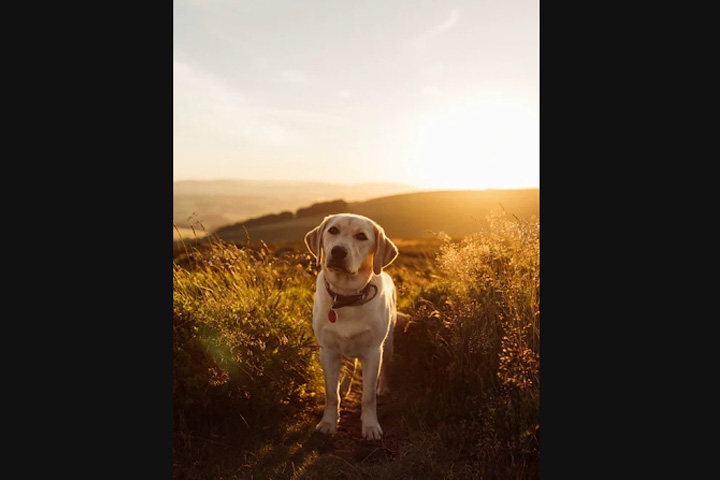 Golden lab on trail in field at sunset.