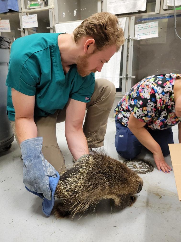 A porcupine being treated at the Veterinary Teaching Hospital.