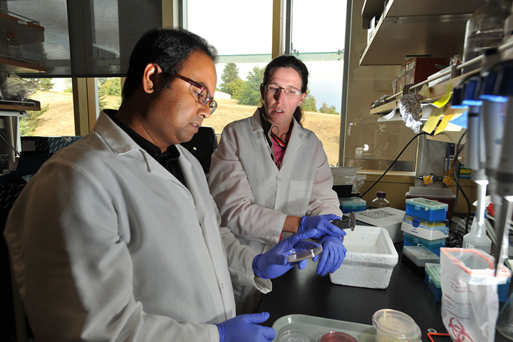 Assistant Professor Mohammad Aminul Islam and Laboratory Manager Lisa Jones examine samples for antimicrobial-resistant bacteria in the lab at the Paul G. Allen School for Global Animal Health.