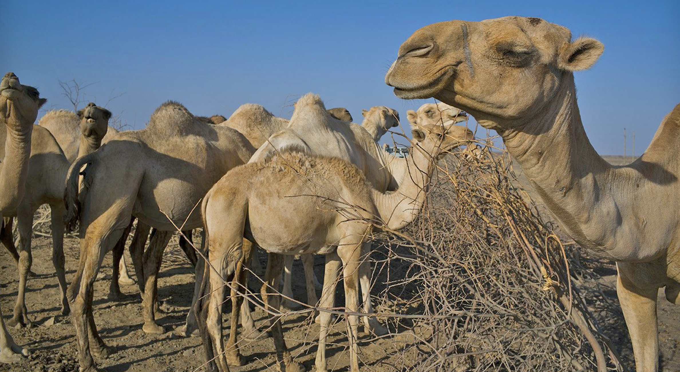 A herd of camels in a very arid area.