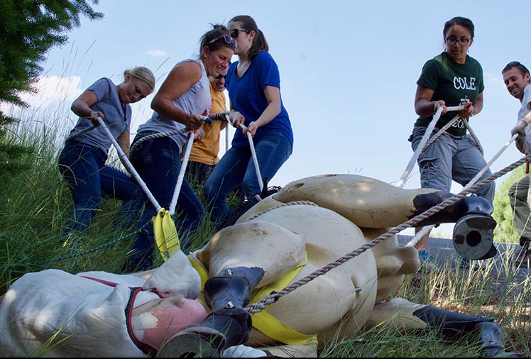 Full size horse model laying in a ditch. Students are working to safely move the horse.