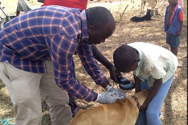 Dr. Lugelo administering a rabies vaccine.