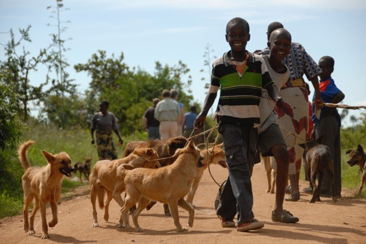 Boys walking multiple dogs on leashes.
