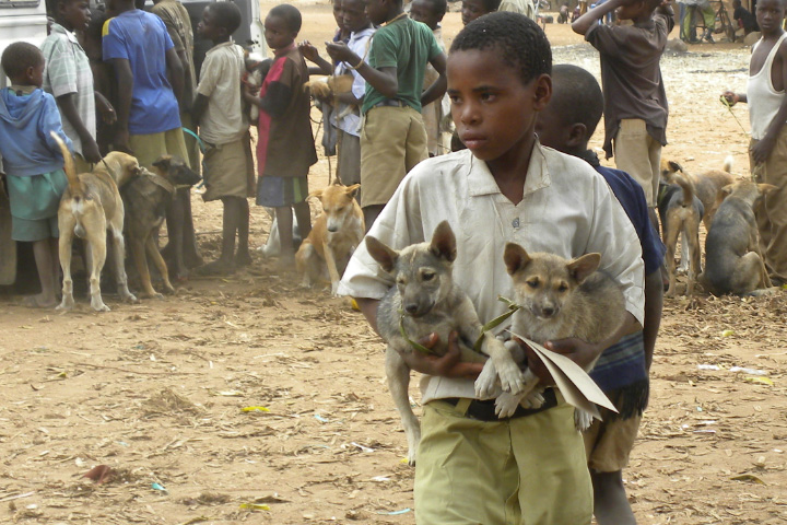 Boy carrying two puppies after they have been vaccinated. There is a long line waiting for vaccines behind him.