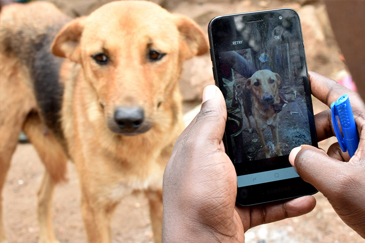 Researchers at the National Institute of Health’s vaccination trial in the Mara region of Tanzania use a facial recognition application to track dogs vaccinated for the rabies virus (Photo by Felix Lankester).