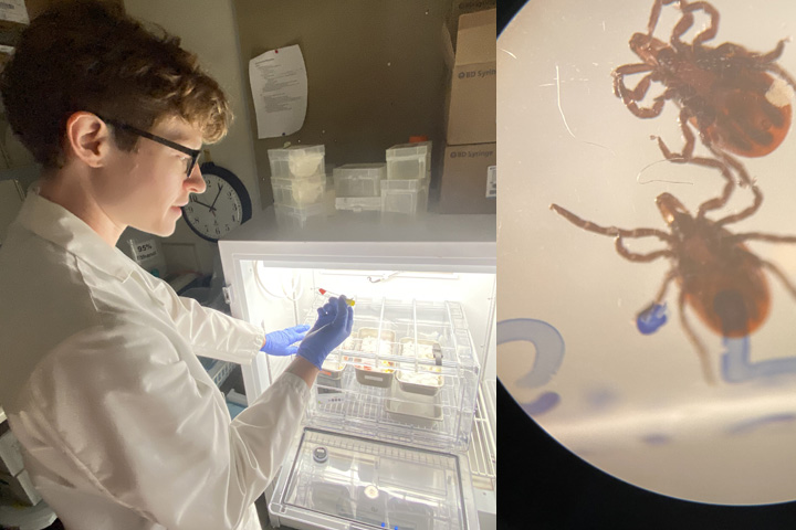 Collage of two images, Elis Fisk on the left in lab coat, removing specimen from refrigeration, and close-up image of two ticks on the right.