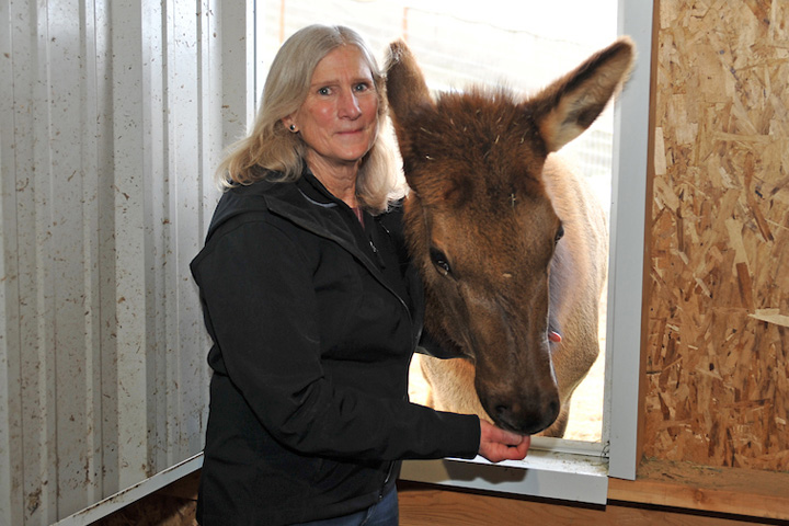Dr. Wild at the elk hoof research facility with a young elk.