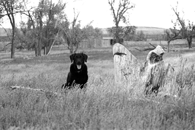 Black and white photo of Ninja sitting in tall grass next to an old stump.