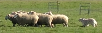 Photo from a distance. Robbie is hearding sheep.