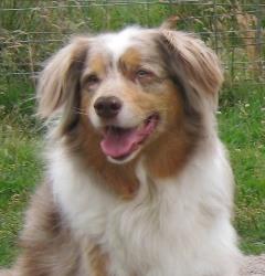 Close up photo of Robbie.